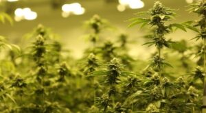 close up cannabis plant
