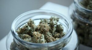 cannabis buds in jar