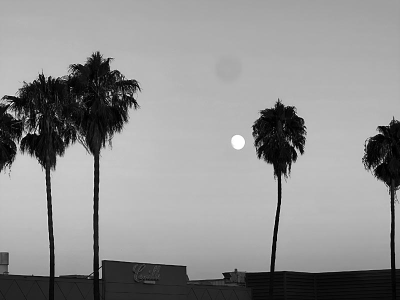 Moonlit Palm Trees in Milpitas, California