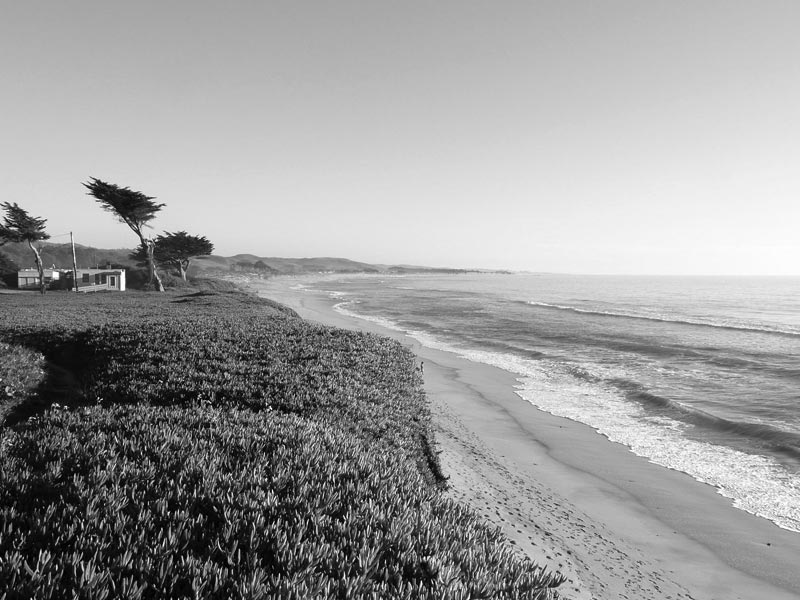 Pacific Ocean Coastline With Trees and Sandy Shore and Waves